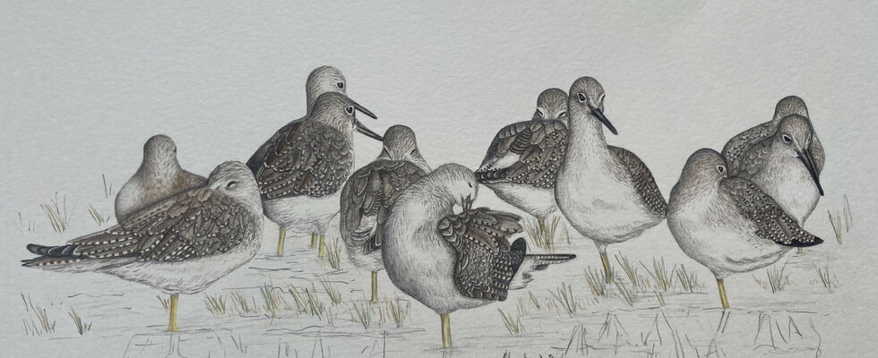 Dunlins