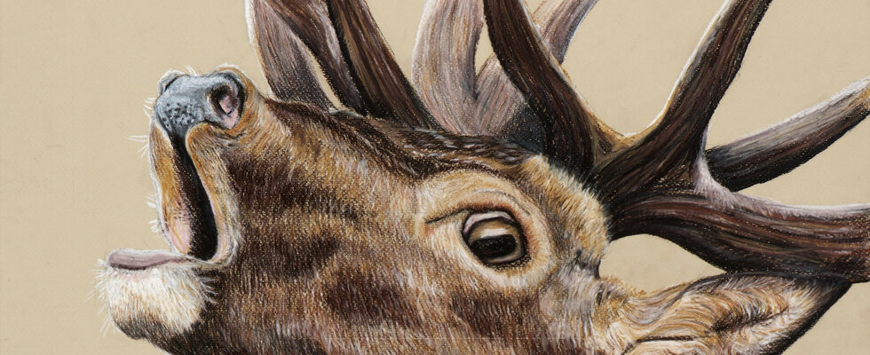 The roaring Stag